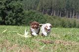 BERGER AUSTRALIEN PUPPIES 041